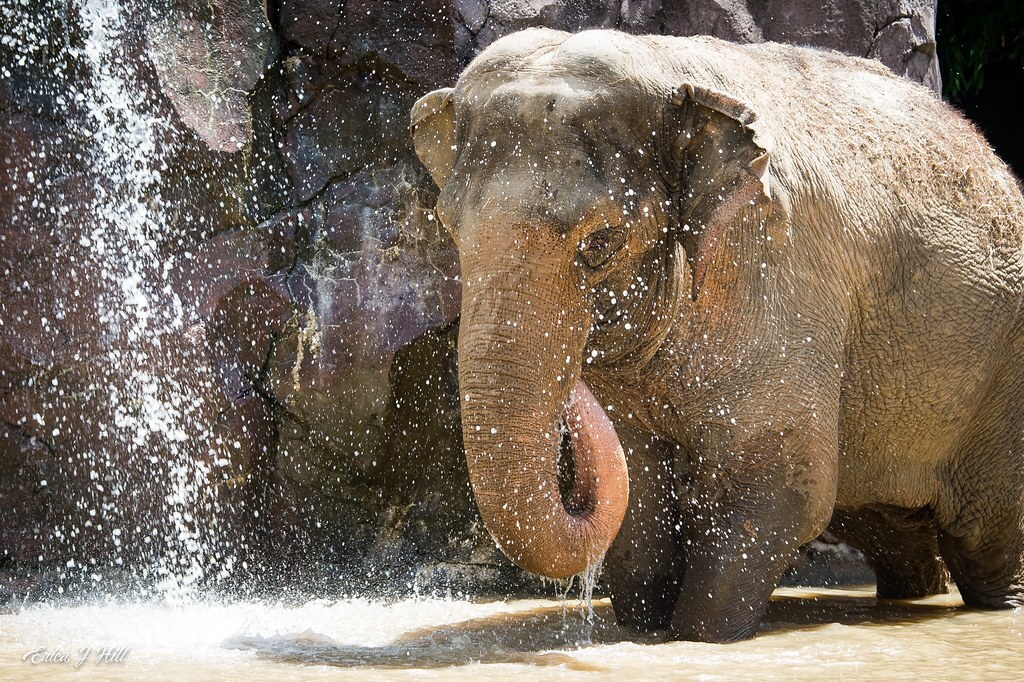 schottzie in the pool splashing water