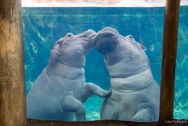 fritz and fiona