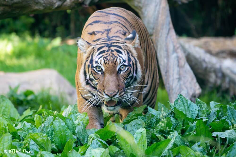 photo of tiger