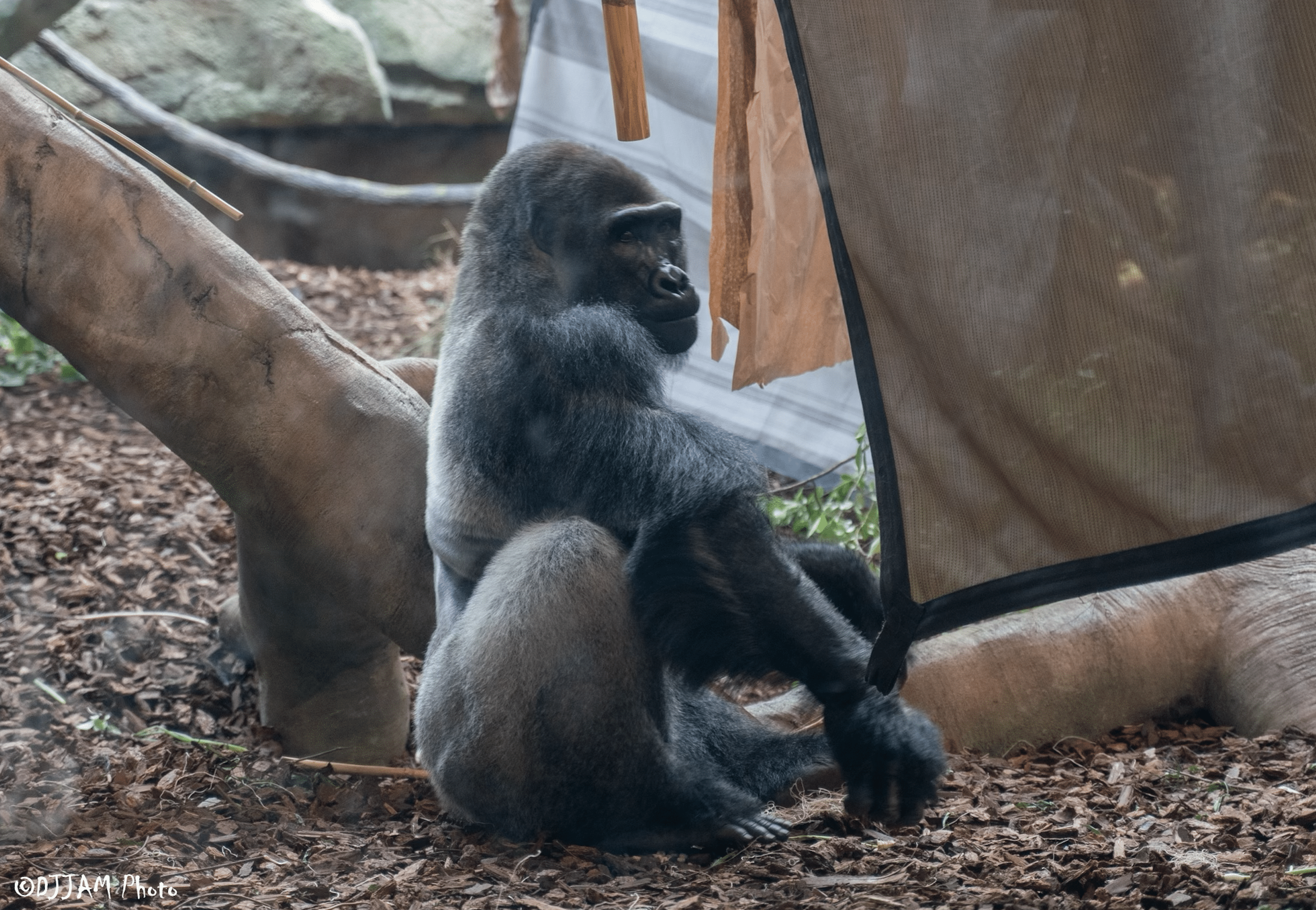 Cincinnati Zoo welcomes three gorillas to Gorilla World