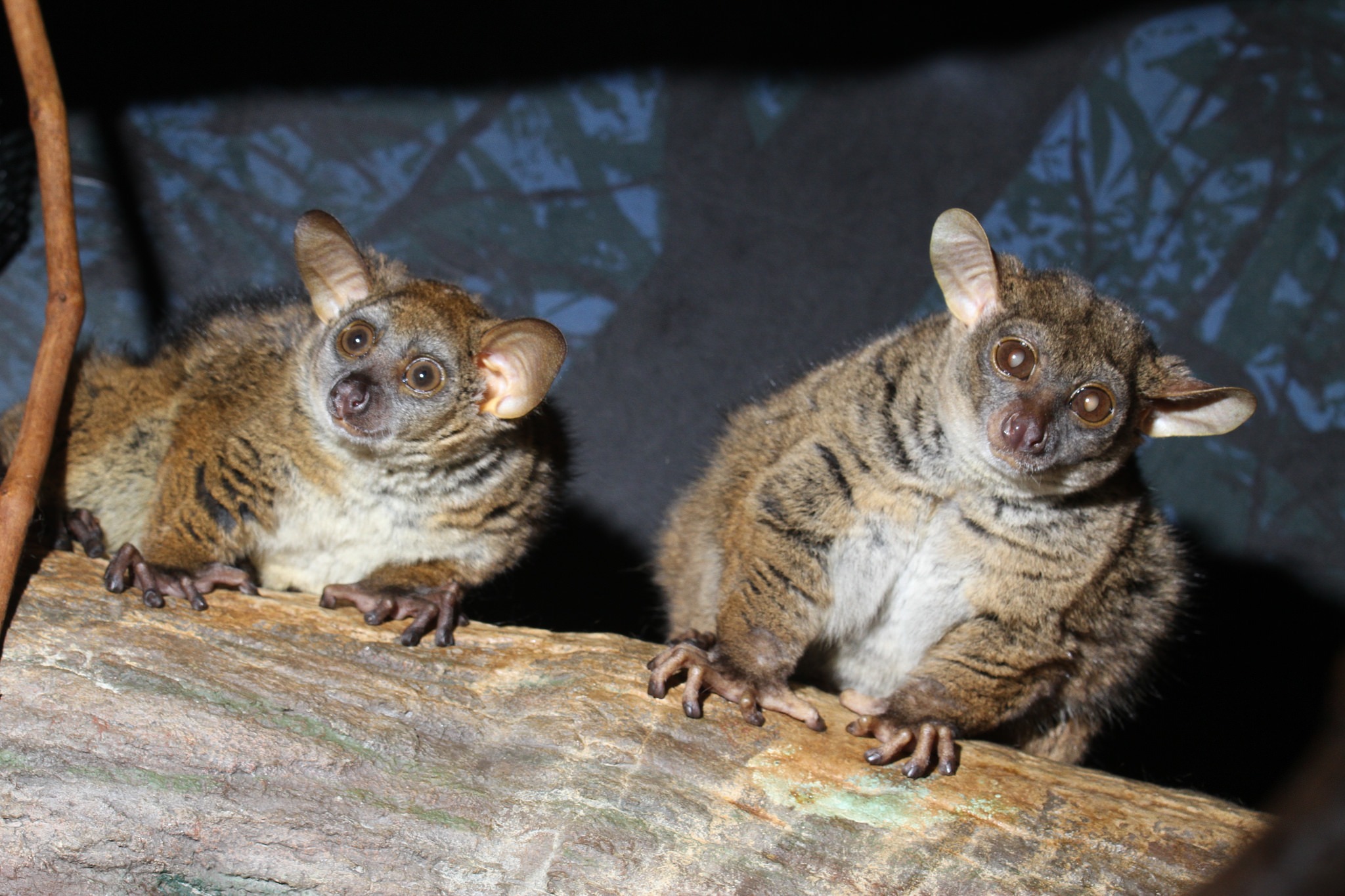 2 bushbabies sitting next to each other