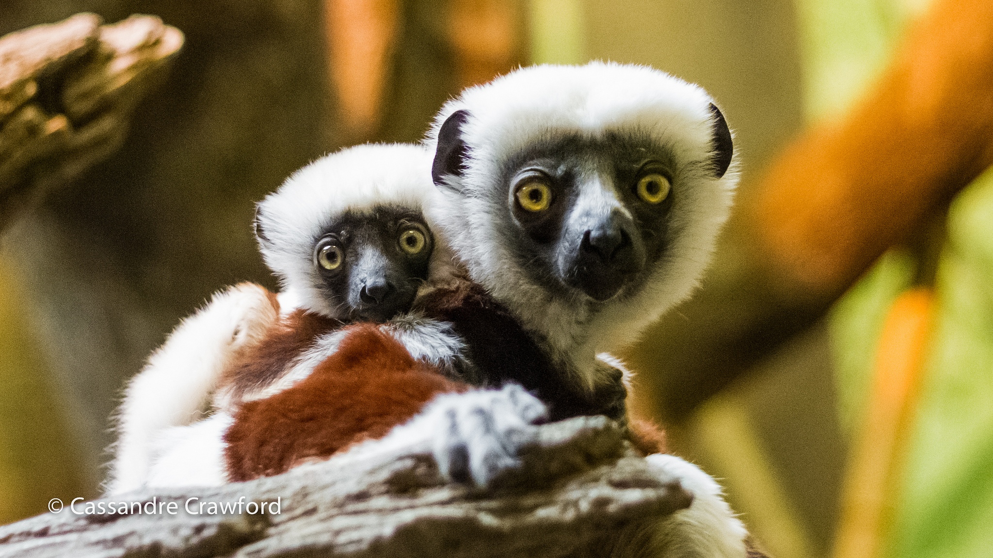 mom and baby sifaka
