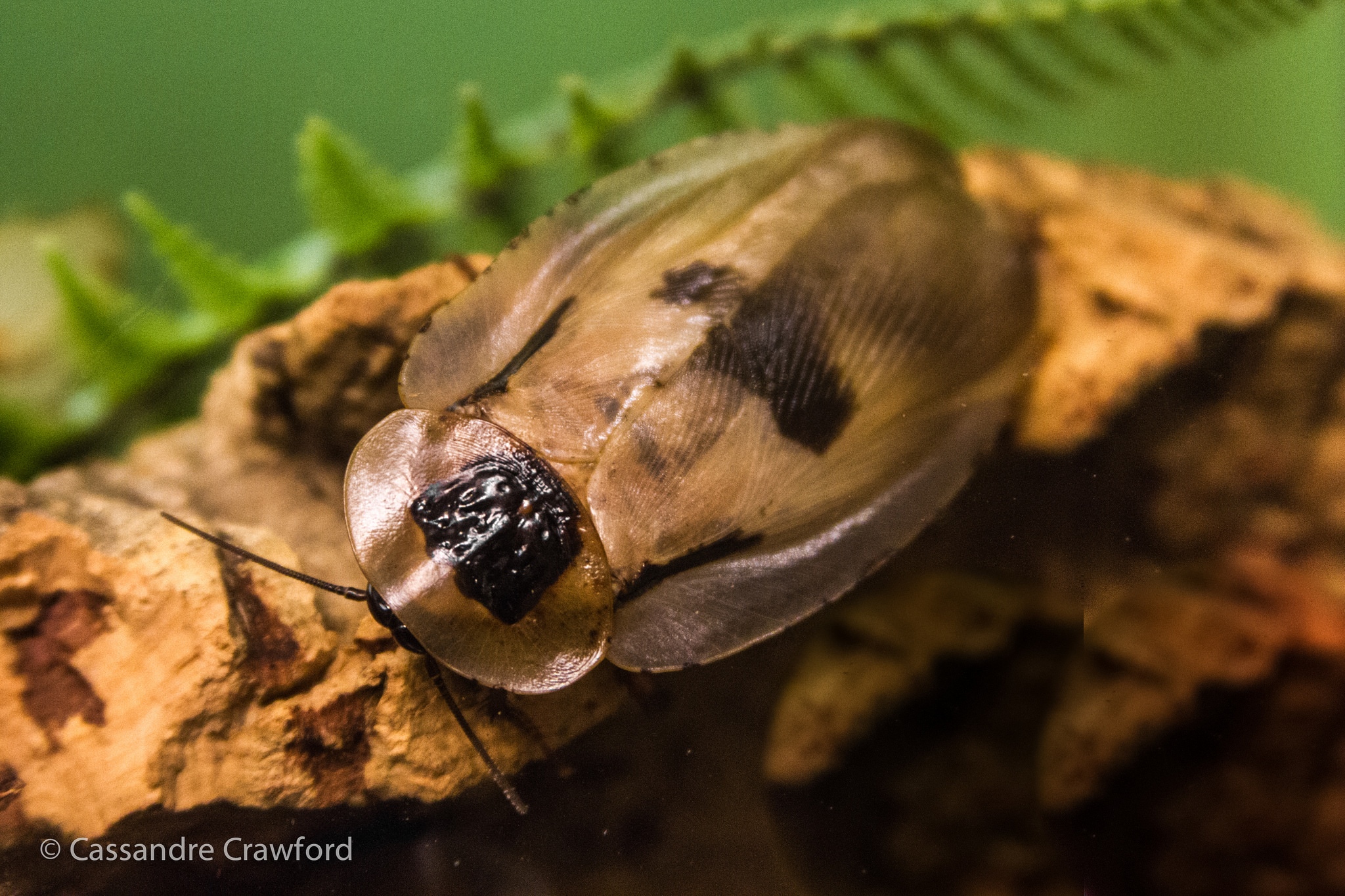 bat cave cockroach on log