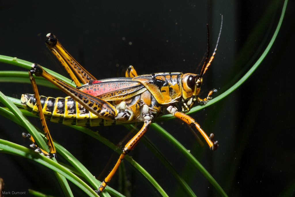 grasshopper side view