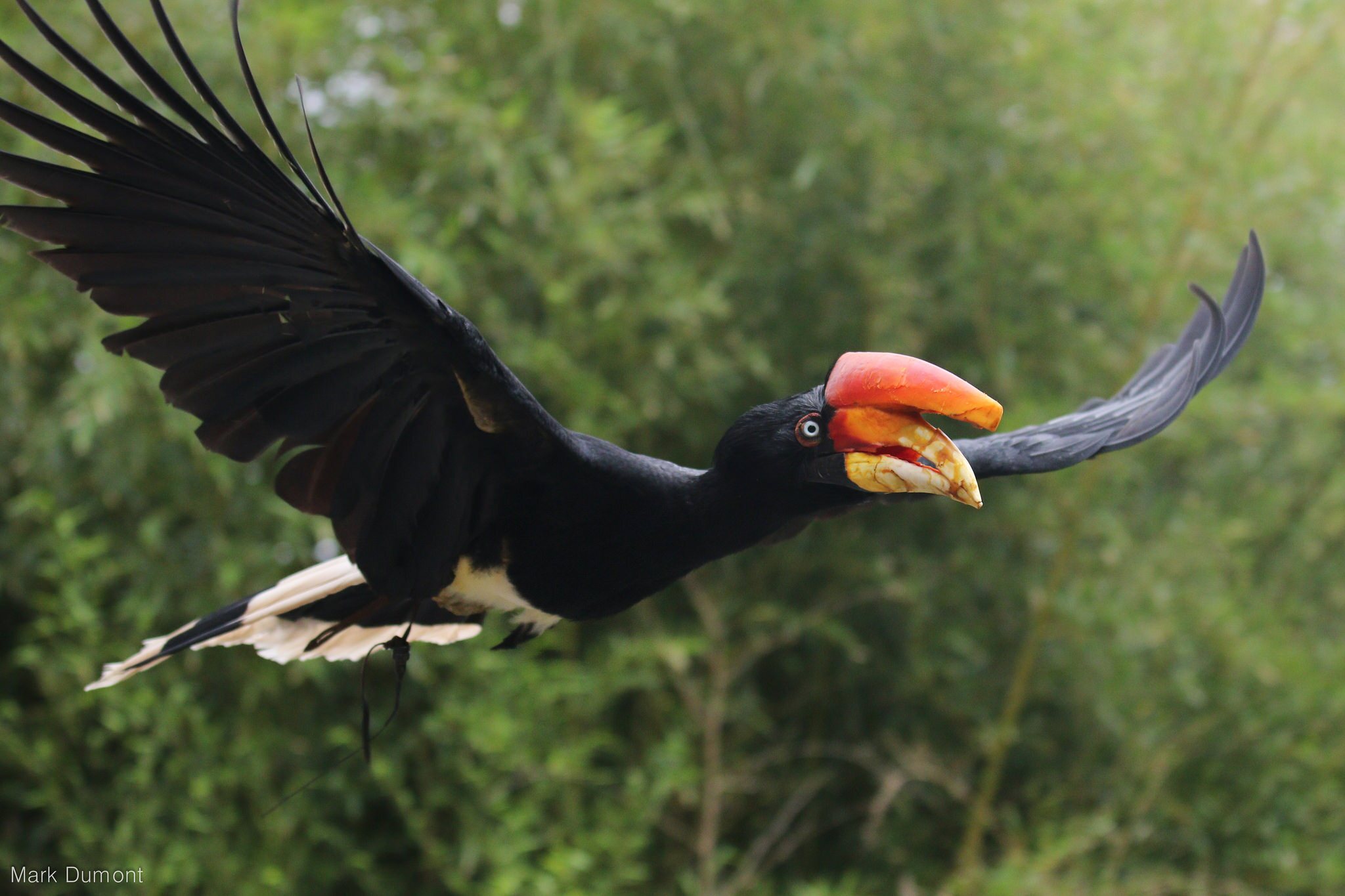 rhinoceros hornbill