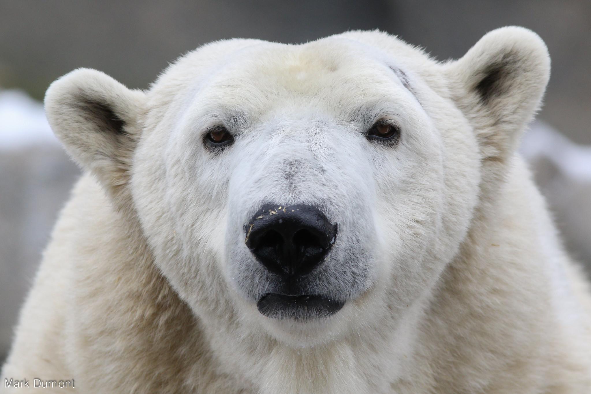 Prestigious Grant Funds Cincinnati Zoo          Scientists’ Work to Save Bears
