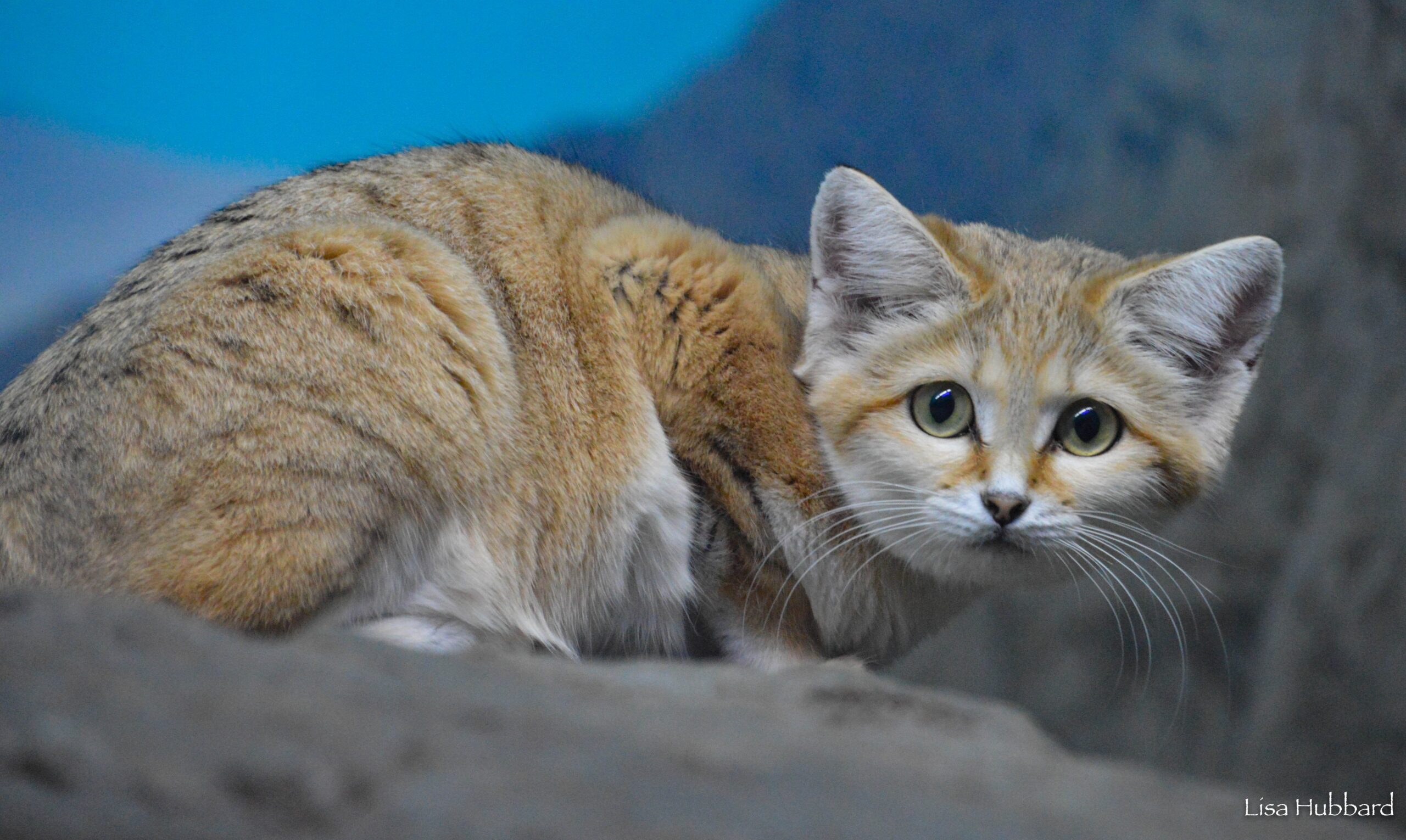 sand cat looking at camera