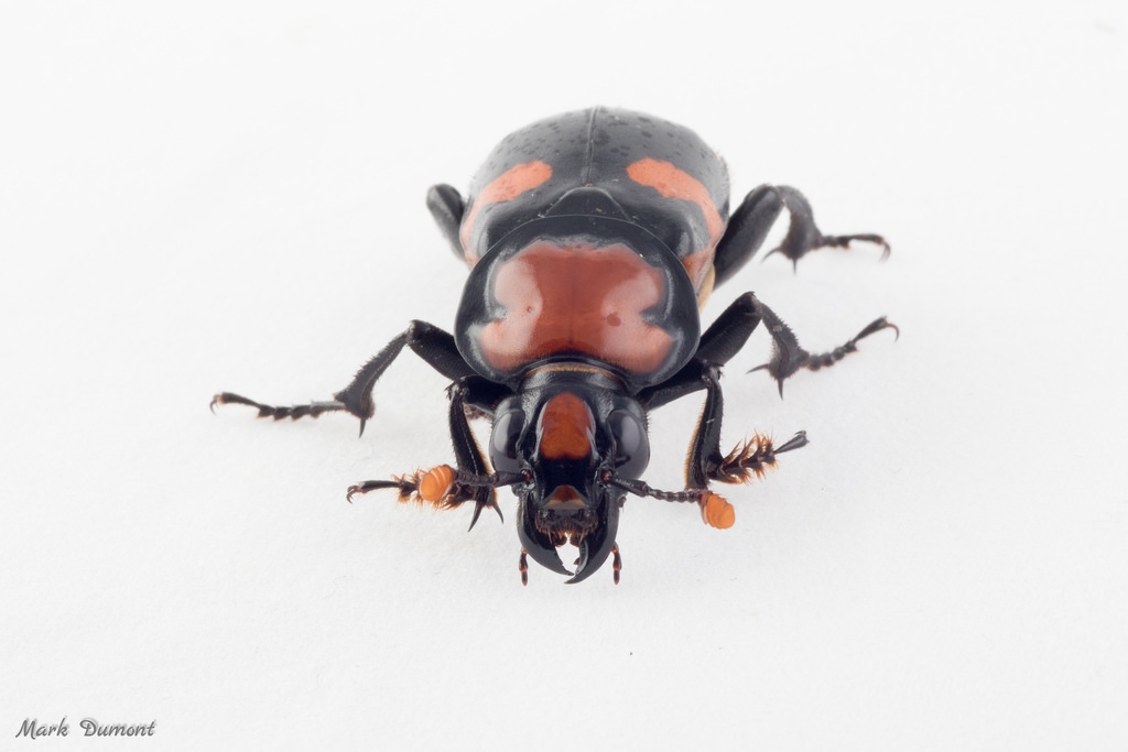 american burying beetle on white background