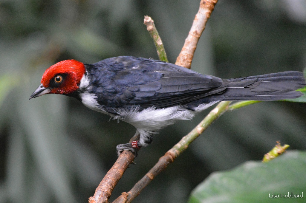 red capped cardinal on branch