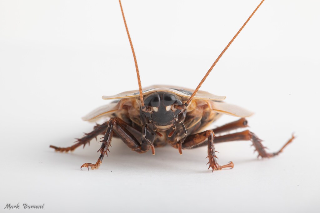 bat cave cockroach on white background