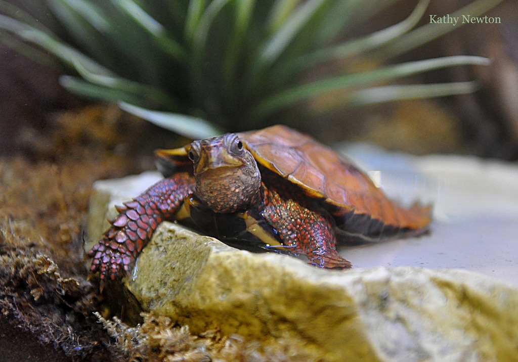 black breasted leaf turtle sitting in a water bowl