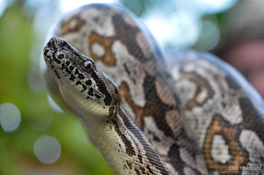dumeril's ground boa looking up