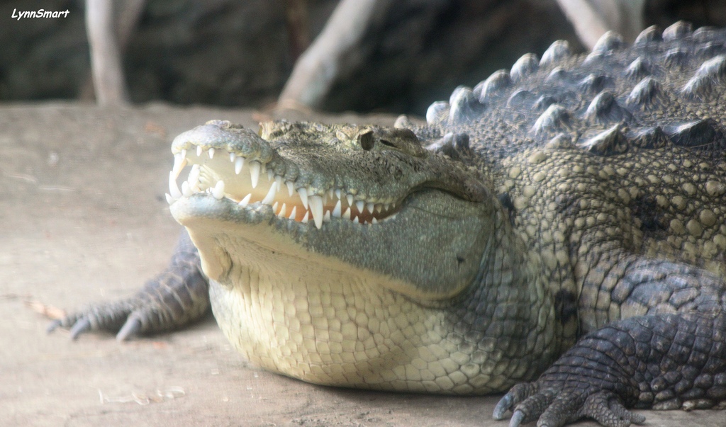 american crocodile showing teeth