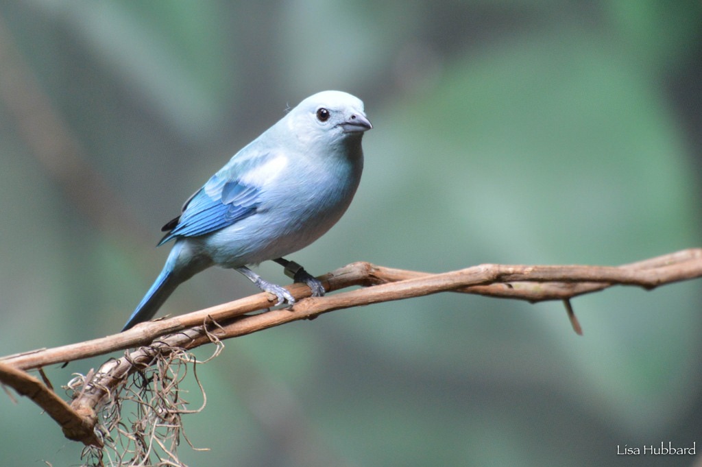 blue grey tanager sitting on a stick