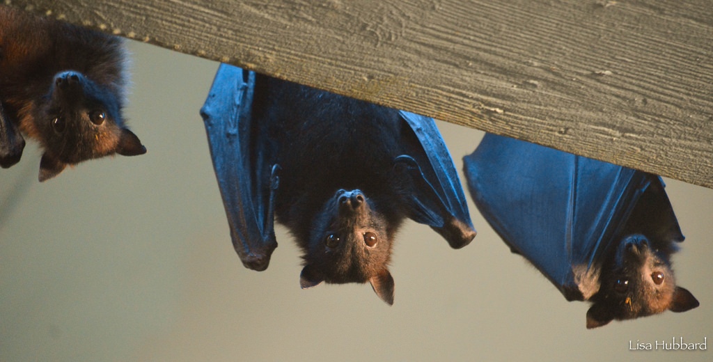 3 fruit bats in a row