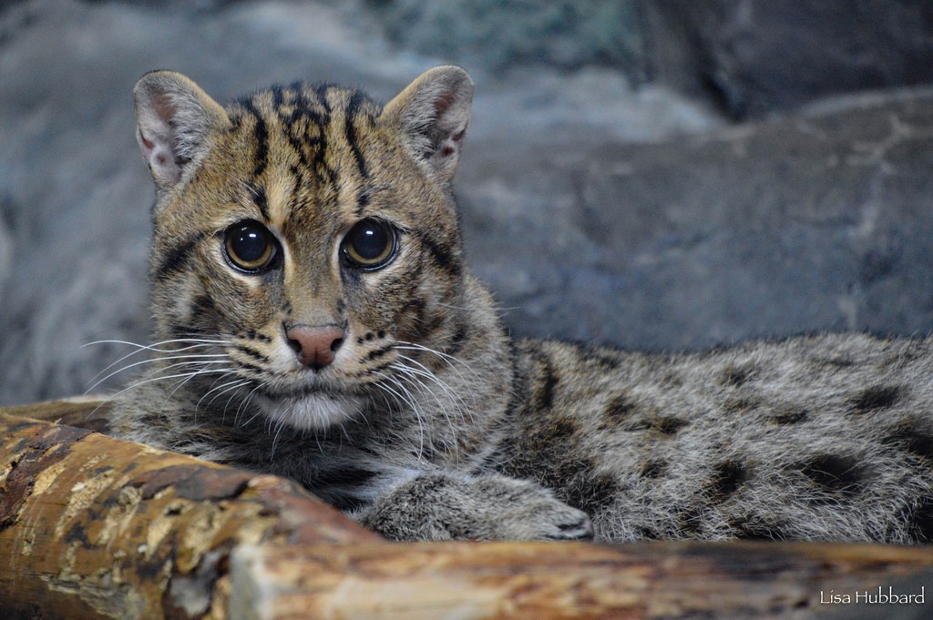 fishing cat laying down