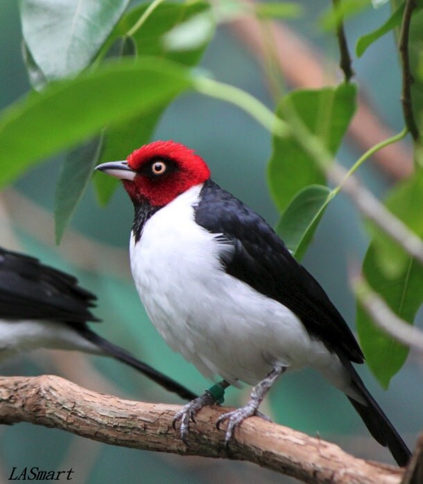 red capped cardinal