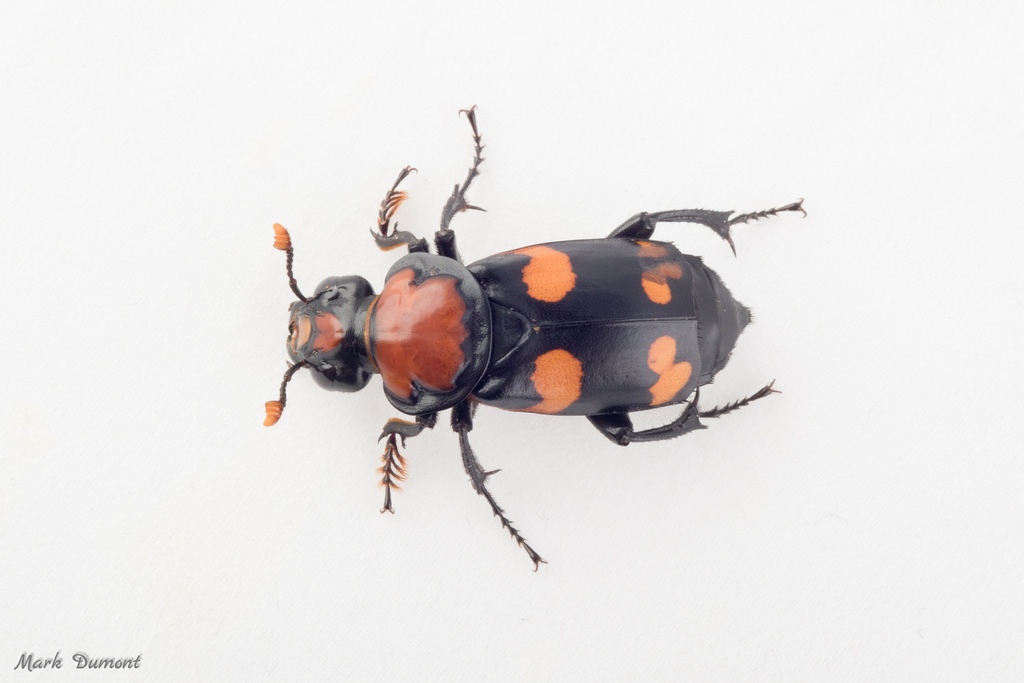 american burying beetle view from above