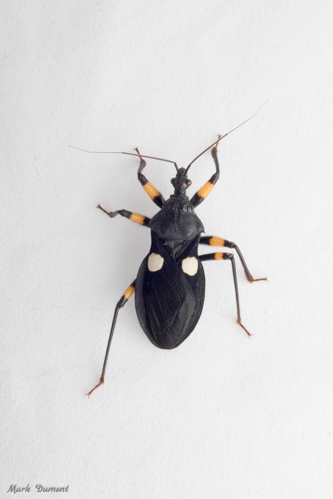 white eyed assassin bug