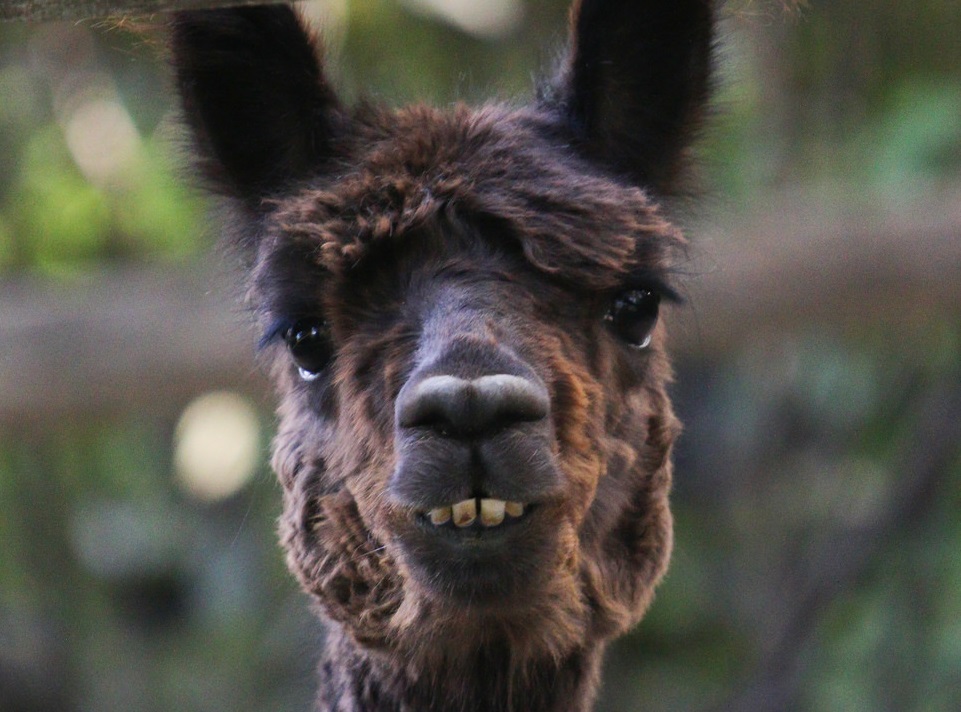 brown alpaca looking at camera