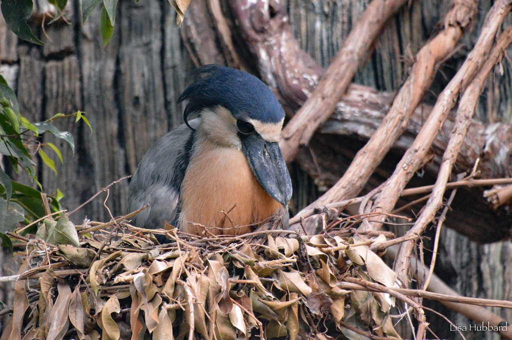 boat billed heron sitting on nest