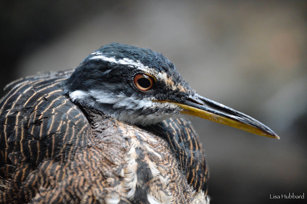 sunbittern close up