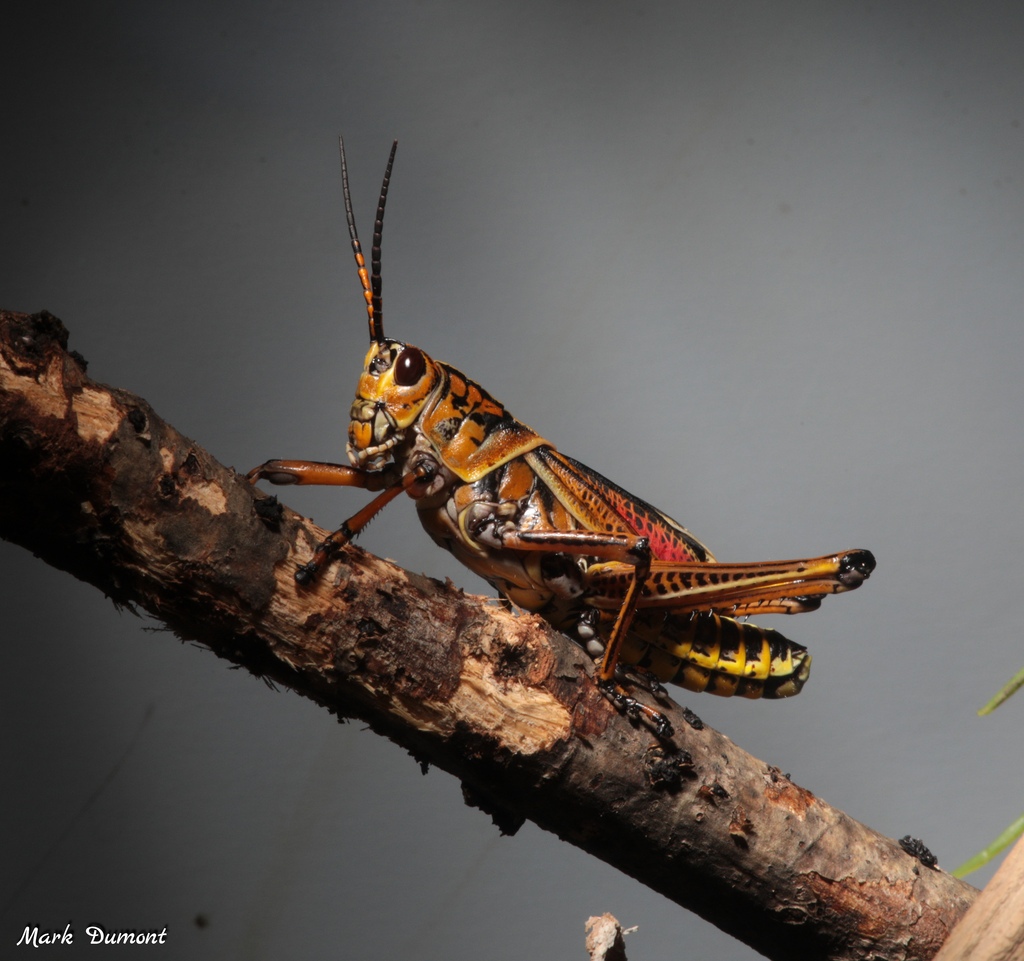 grasshopper on a stick