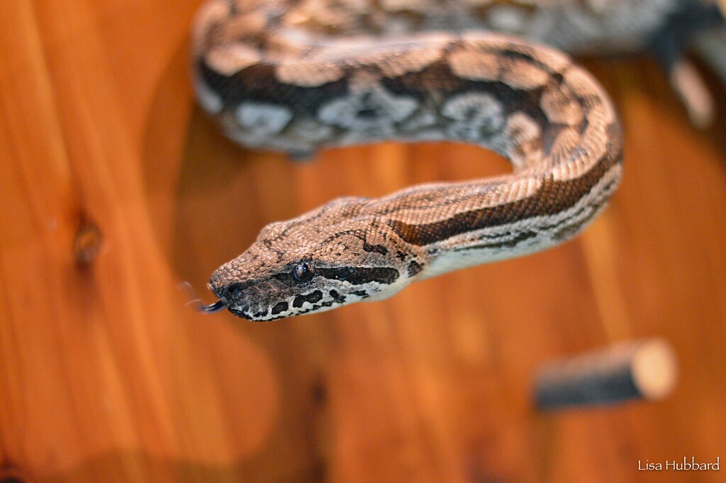 ground boa on board