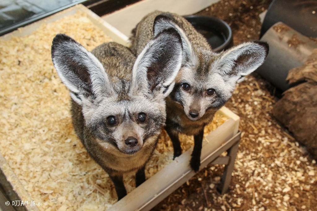 2 bat eared fox