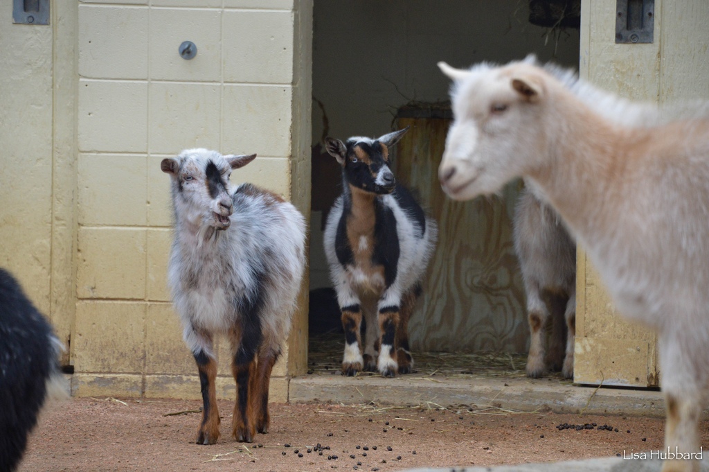 3 goats in the yard