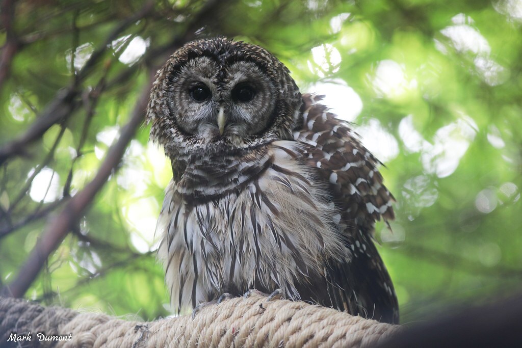 barred owl in a tree