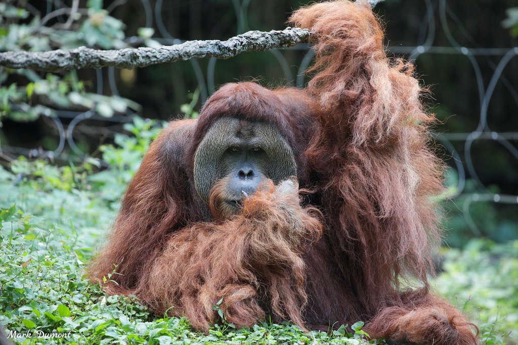 male orangutan sitting in grass