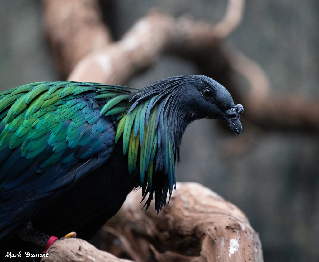 nicobar pigeon side view