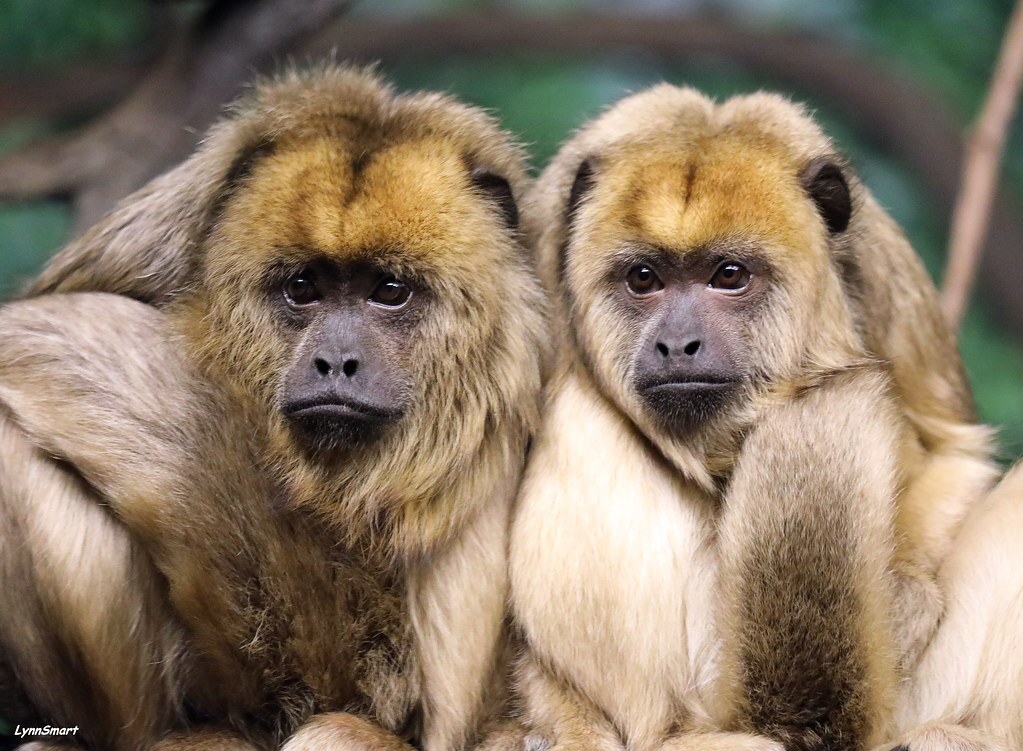 2 howler monkeys close together
