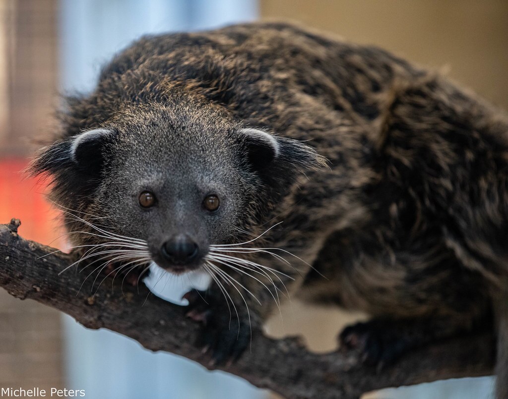 bearcat on a branch