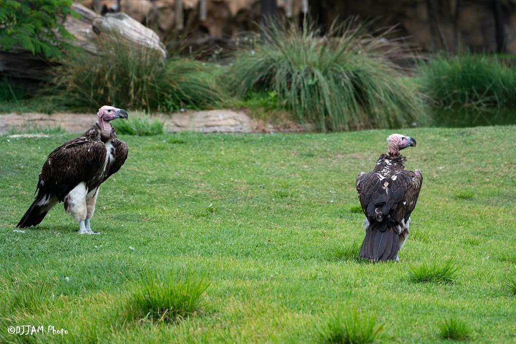 2 lappet faced vultures in the grass