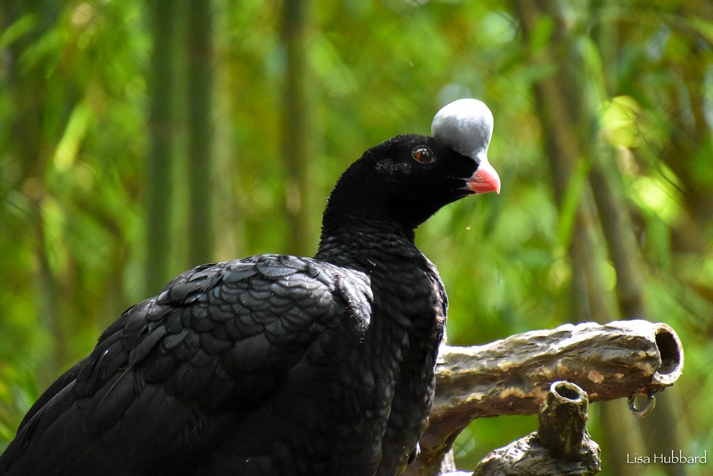 helmeted curassow in woods