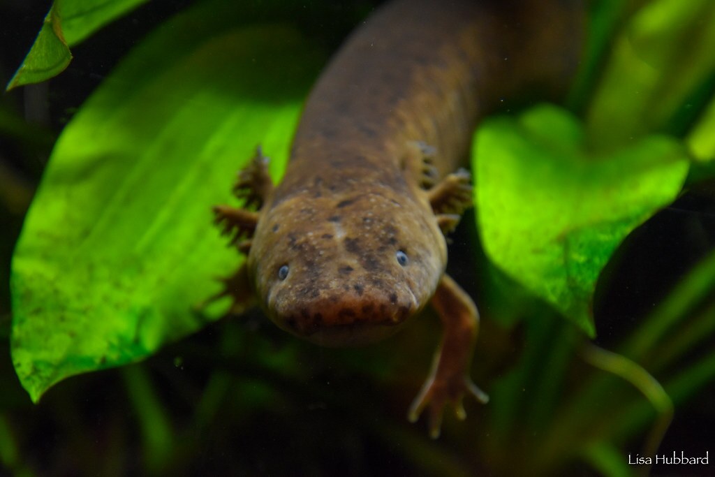 greater siren looking at the camera