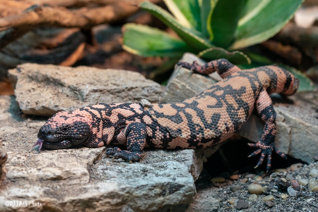 gila monster laying on a rock