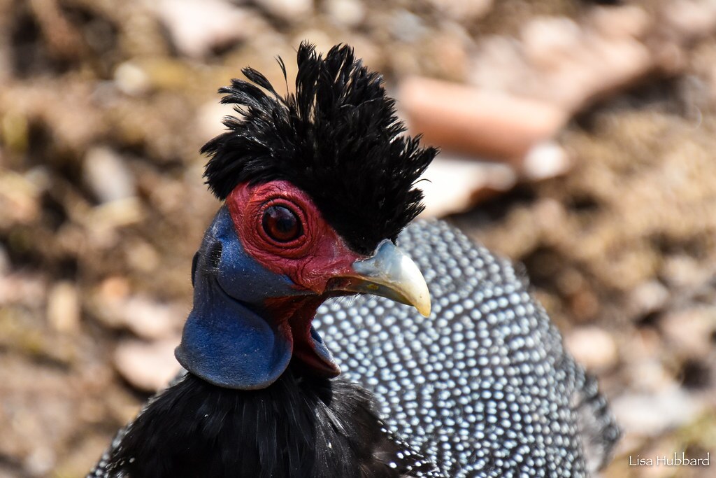 crested guineafowl close up