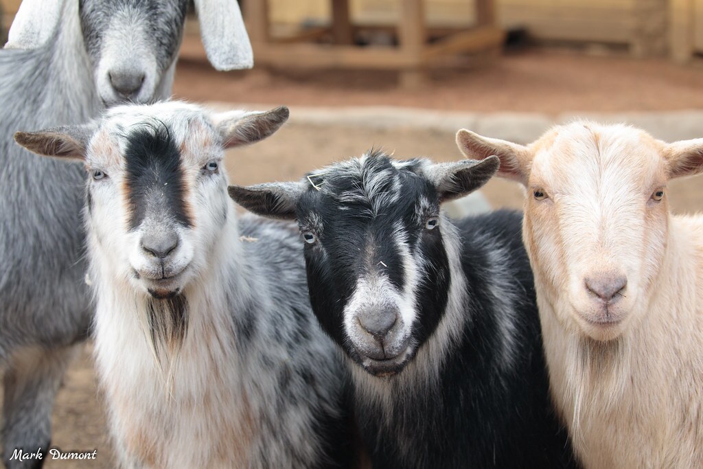3 goats in a row