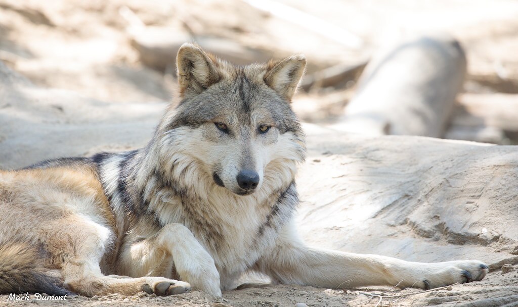 wolf laying on ground