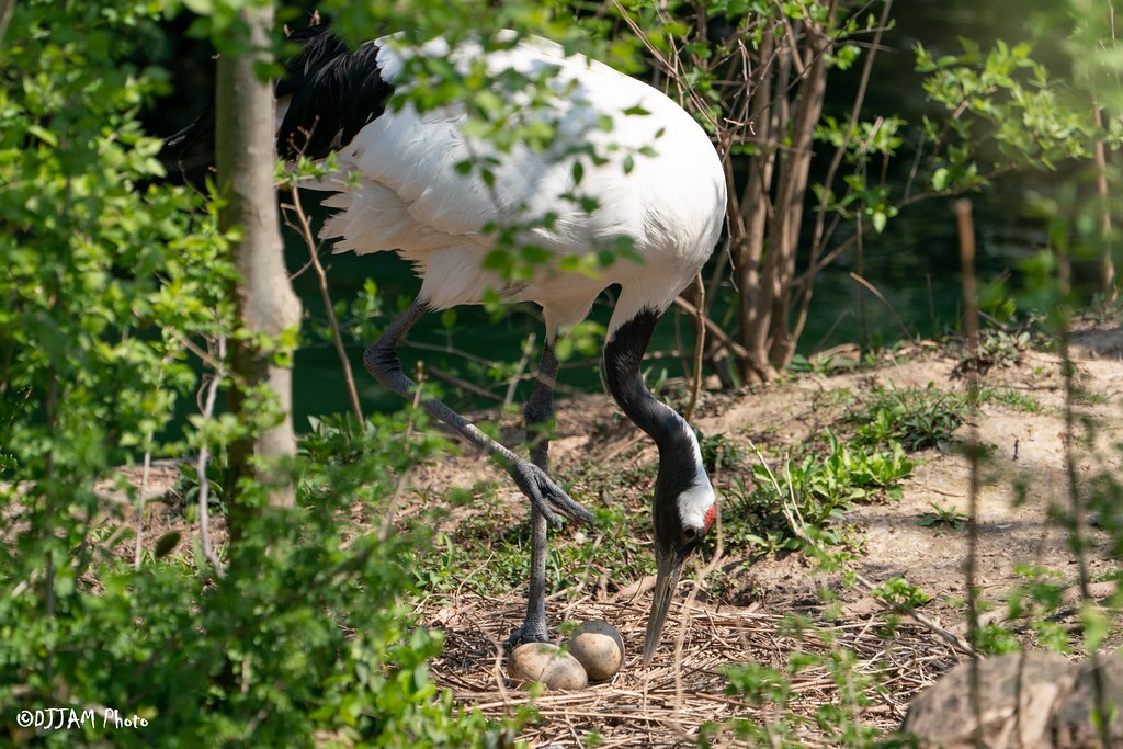 red crowned crane with egg