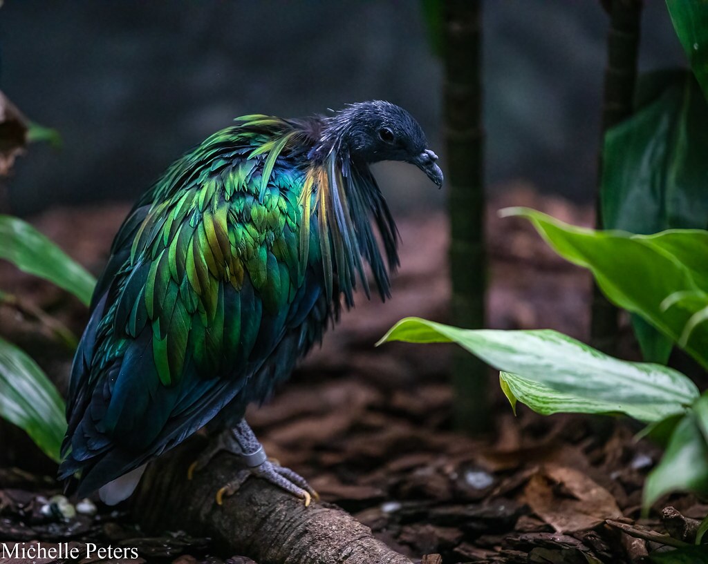 nicobar pigeon sitting on ground