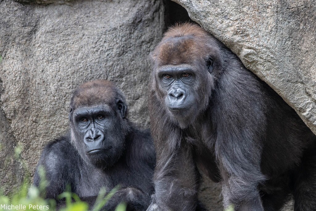2 young gorillas in a cave