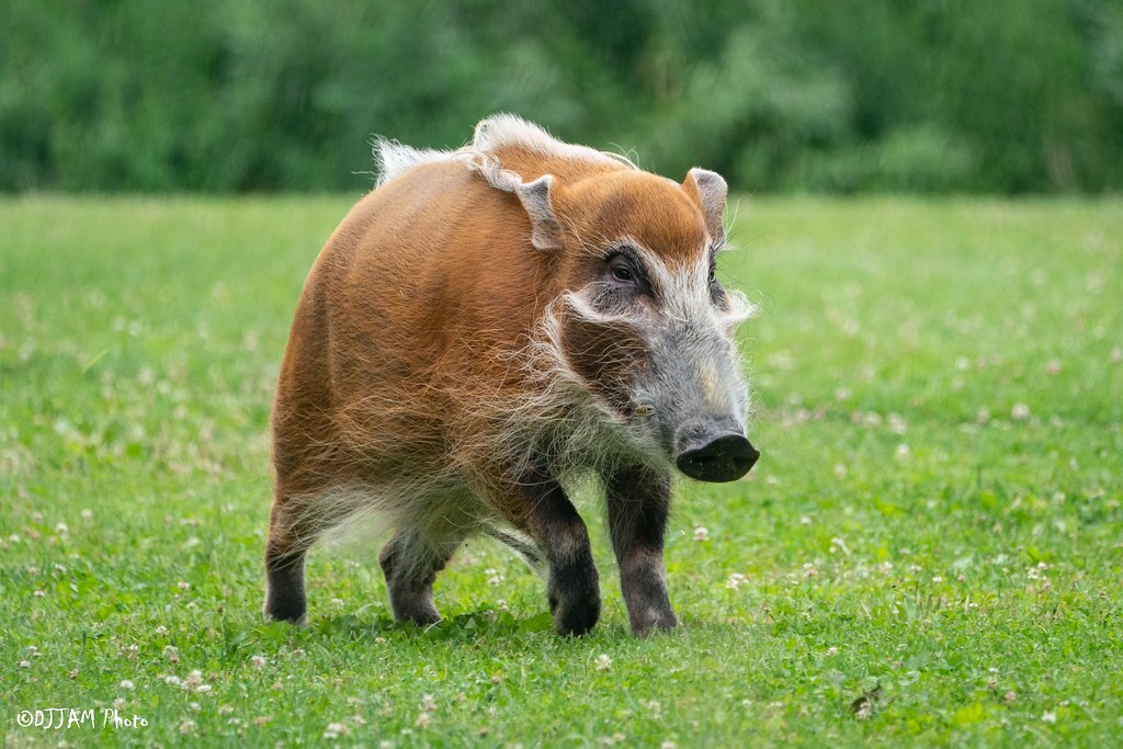 red river hog running