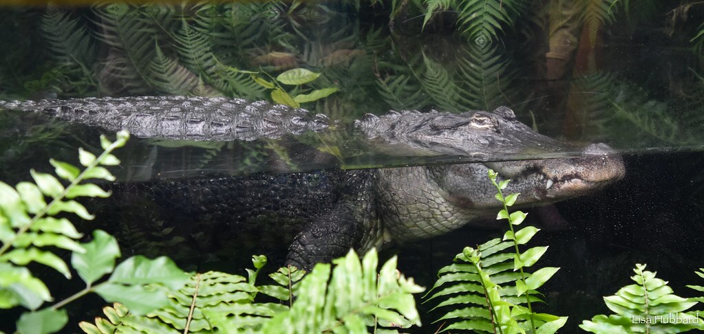 alligator floating in the water