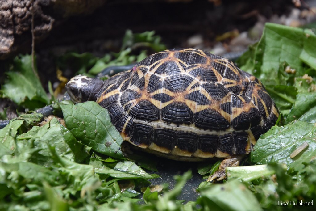 spider tortoise in lettuce