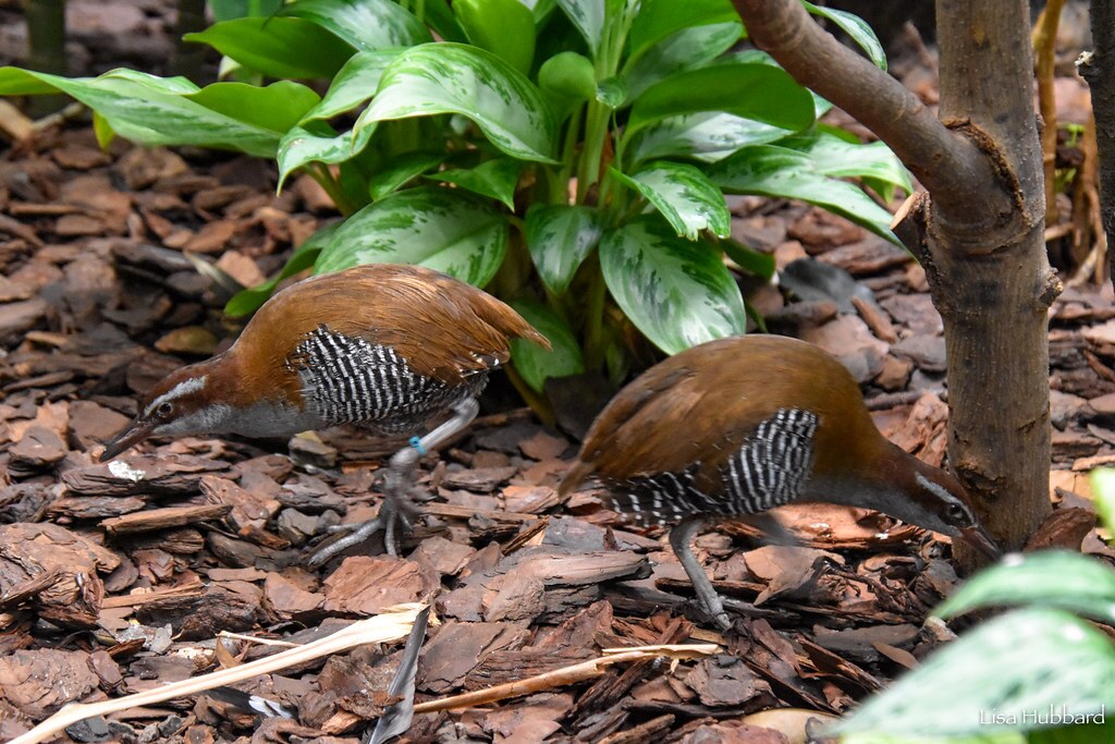 2 guam rails foraging