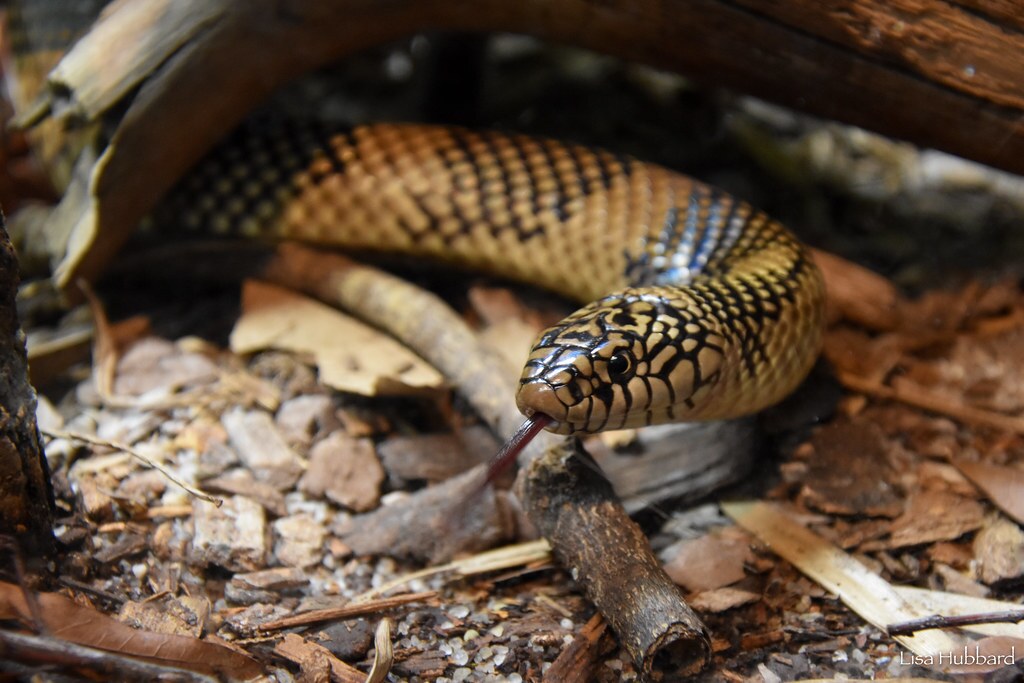 apalachicola kingsnake with tongue out